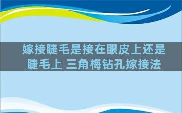 嫁接睫毛是接在眼皮上还是睫毛上 三角梅钻孔嫁接法